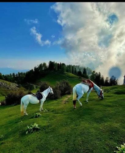Gallery image of Green wood cottage in Nathia Gali