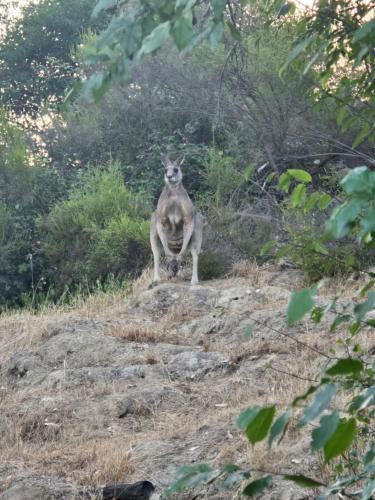 Foto dalla galleria di Peppercorn Cottage Maldon a Maldon