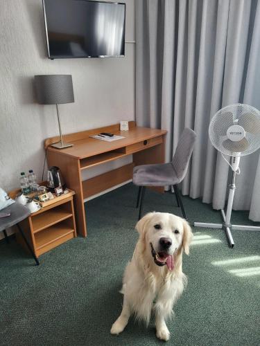 a white dog sitting in a room with a desk at Hotel Gromada Poznań in Poznań