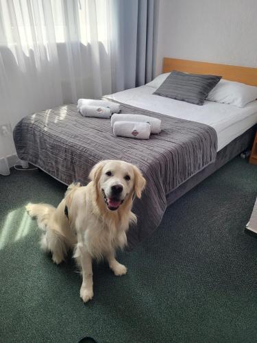 a dog sitting on the floor next to a bed at Hotel Gromada Poznań in Poznań