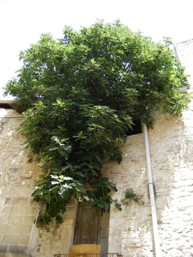 a tree growing on the side of a building at Palazzo Rizzi Dimora dei Templari in Bitetto