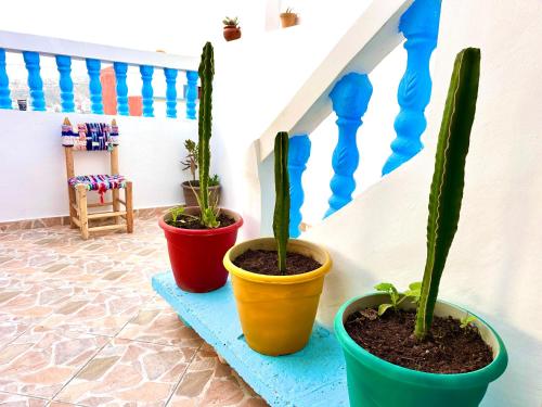 three plants in pots sitting on a stair case at Balance Surf Morocco , Quality rooms , Moroccan food , Activities in Aourir