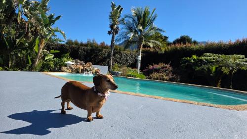 a brown dog standing in front of a swimming pool at Pet-Friendly Courtyard Suite Tsitsikamma Gardens in Sanddrif