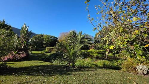 a garden with a palm tree in the grass at Pet-Friendly Courtyard Suite Tsitsikamma Gardens in Sanddrif