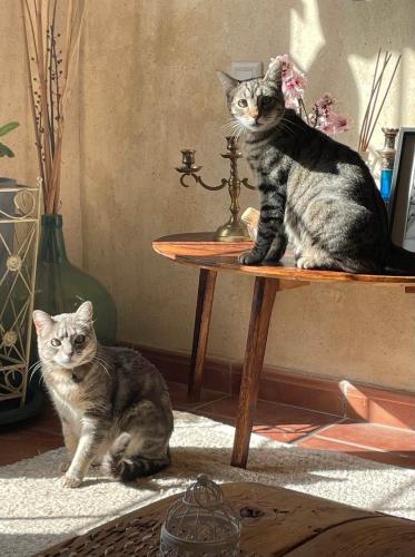 two cats sitting on top of a table at La Casa De Los Gatetes in Dúrcal