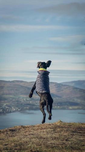 a dog jumping in the air to catch a frisbee at Rostrevor Mountain Lodge - Glamping Pods - Revive Sauna & Hot Tubs in Rostrevor