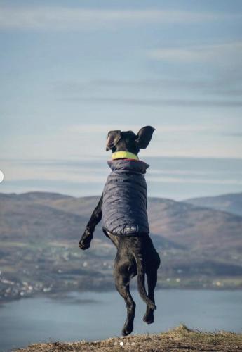 a dog jumping in the air to catch a frisbee at Rostrevor Mountain Lodge - Glamping Pods - Revive Sauna & Hot Tubs in Rostrevor