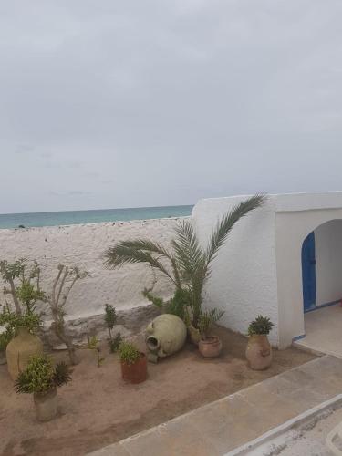 a group of potted plants sitting next to a wall at La Brise de Djerba, Villa de Charme en bord de mer à Al Jazira in Mezraya