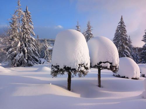 two trees covered in snow in a snow covered forest at Apartman Lunette in Tatranska Strba