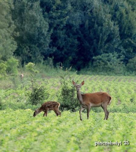 a deer and a gazelle standing in a field at Barangoló vendégház in Bárdudvarnok