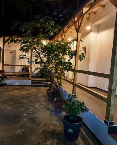 a room with potted trees in pots on the floor at Studio Gala in Požarevac