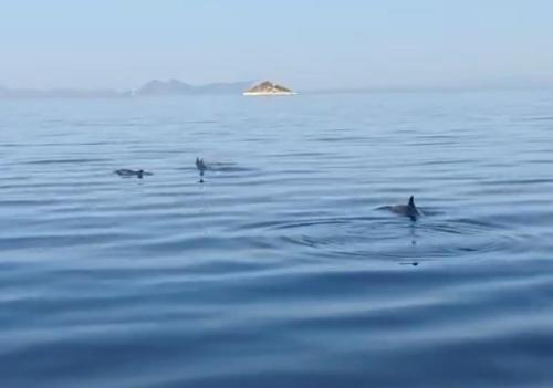 two birds are swimming in the water at Segeln in Griechenland inklusive Skipper und Tourguide auf einer Bavaria 46 Cruiser 4 Kabinen für 7 Nächte im Ionischen Meer mit maximal 6 Personen PREIS GILT FÜR DIE GANZE YACHT UNABHÄNGIG VON DER PERSONENZAHL An- und Abreise SAMSTAG in Astakós