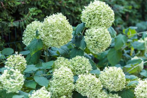 a cluster of white flowers on a plant at Apartamenty Heweliusz House in Stegna