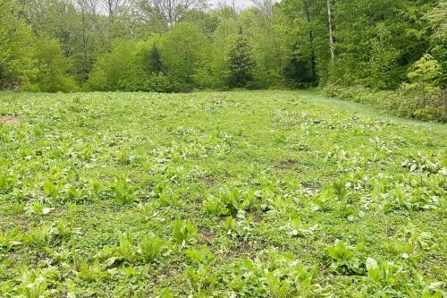 a field of green grass with trees in the background at Wandering Trails Retreat in Cambridge
