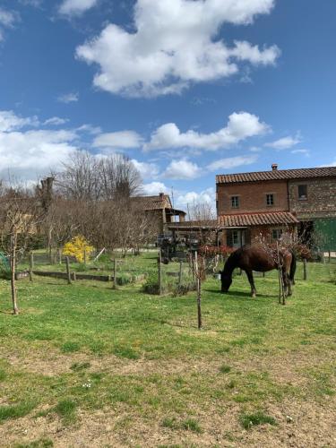a horse grazing in a field next to a house at Borgo Montefreddo Toscana in San Casciano dei Bagni