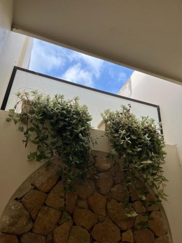 two potted plants on a wall with a window at Villa Privada con Piscina - Playas del Atlantico in Tubará