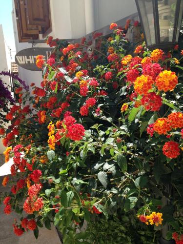a bunch of red and orange flowers in a garden at The White House Kalkan in Kalkan