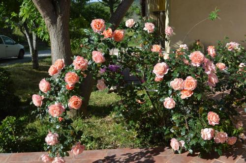 a bunch of pink roses in front of a tree at Casa vacanze da Anna in Tortolì