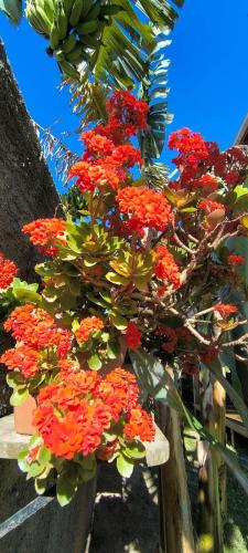 a bunch of red flowers on a wooden fence at Morada Alto Astral in Imbituba