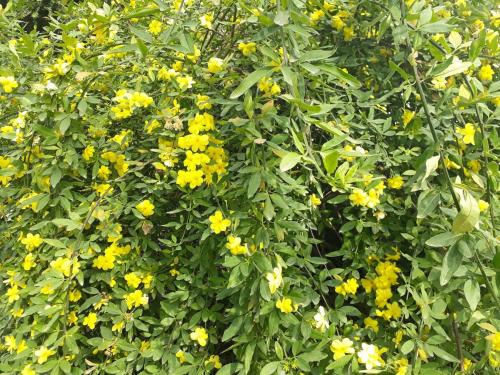 Κήπος έξω από το Eureka all year round