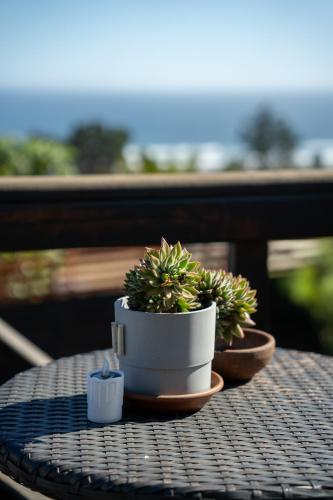 two potted plants sitting on top of a table at Viento Sur Pichilemu Lodges in Pichilemu
