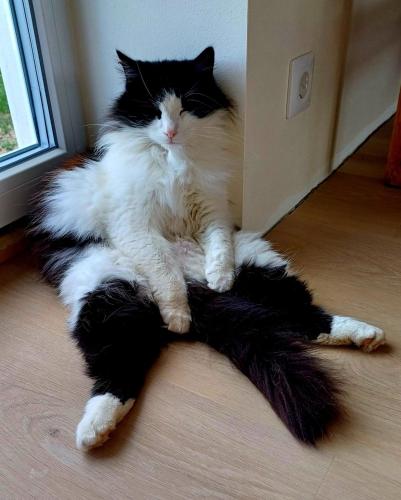 a black and white cat laying on the floor at Tammiku saunamaja 