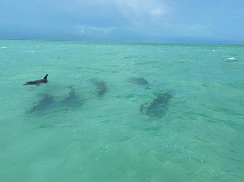 a group of dolphins swimming in the water at Casa Paraiso Punta Allen in Punta Allen