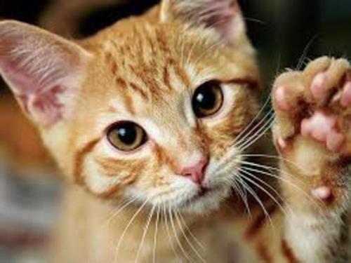 an orange cat with its hands on its face at Apartment in Cuzy with Heated Pool in Cuzy