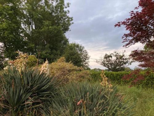 a field of tall grass with trees in the background at Apartment in Cuzy with Heated Pool in Cuzy