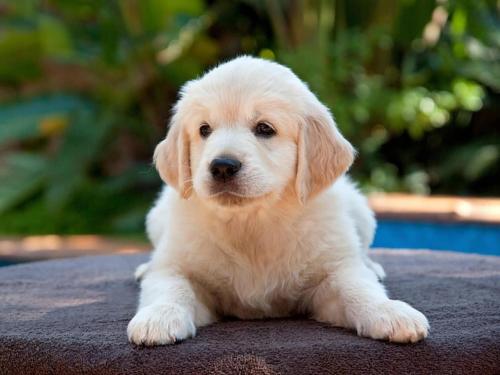 a small white puppy laying on a table at Apartment in Cuzy with Heated Pool in Cuzy