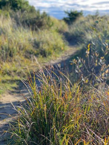 a dirt path on a hill with tall grass at Tidal House #10 - Ocean Shores Chalet in Ocean Shores