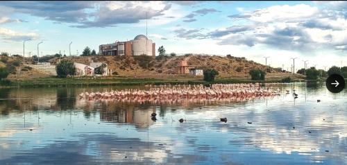 a flock of birds swimming in a body of water at Hospedaje Soberanía in Trelew