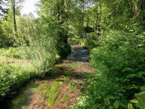 a path through a forest with trees and a creek at Cozy Forest Chalet in Ovifat in Ovifat