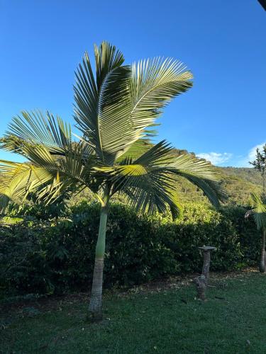 a palm tree in the middle of a field at Cabaña en San Rafael Cerca de Ríos y Naturaleza in San Rafael