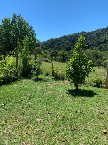a small tree in the middle of a field at Cabaña en San Rafael Cerca de Ríos y Naturaleza in San Rafael