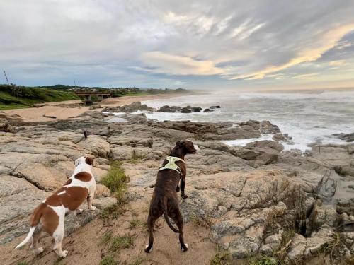 two dogs are standing on rocks near the ocean at Seagulls Beach House in Port Shepstone