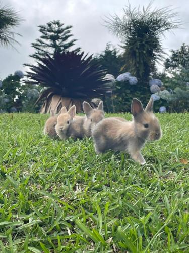 a group of rabbits sitting in the grass at Hotel Poas Paradise in Alajuela City
