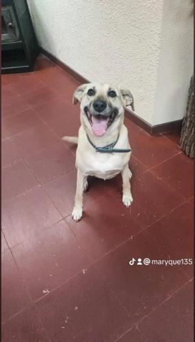 a dog sitting on a tile floor with its tongue out at Hostal Fernanda in Santa Cruz