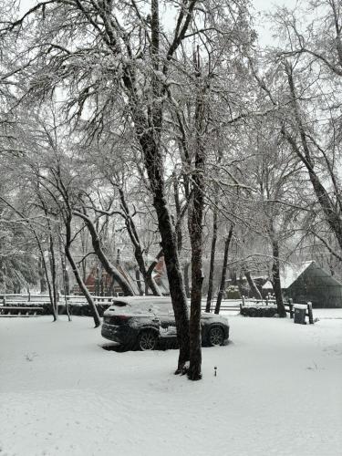a car parked under a tree in the snow at Cabaña Sol Nevado, Las Trancas in Las Trancas
