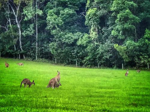 a group of animals grazing in a field of grass at Amara Estate in Eumundi