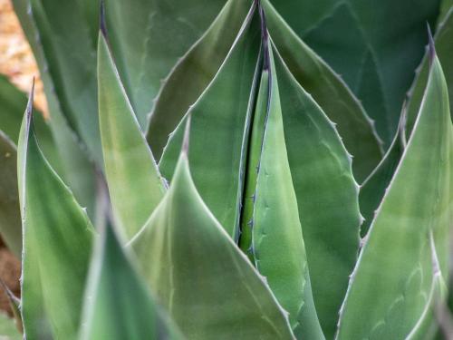 a close up of green leaves of a plant at Elandspoort Private Game Reserve in Uniondale