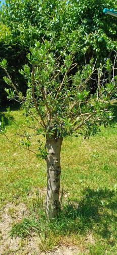 a small tree in the middle of the grass at Le Jardin D' Épicure in Oderen