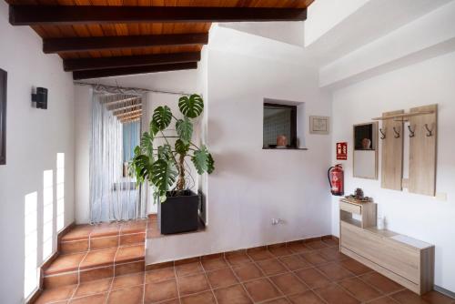 a living room with a potted plant on the wall at La Casa del Risco in El Pinar del Hierro
