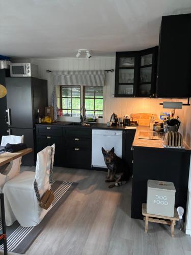 a dog sitting in the middle of a kitchen at Gemütliches Blockhaus in Nornäs