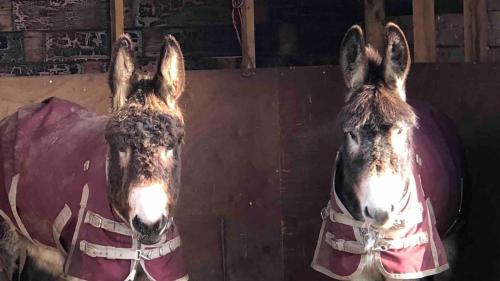two horses are standing next to each other at Arglam Lane Farm - 4 bedroom Tranquil Countryside Retreat sleeps 7 in Holme upon Spalding Moor