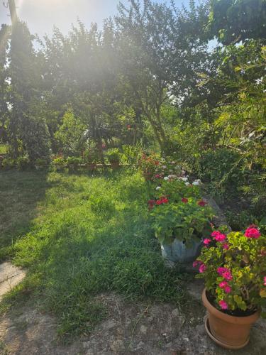 a garden with flowers in pots on the grass at Broliskedi inn 