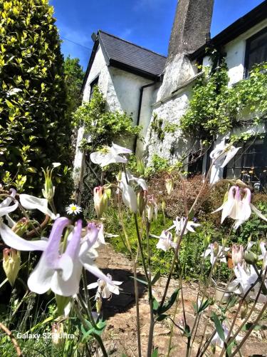 a garden with white flowers in front of a house at West Wing Lurley Manor in Washfield