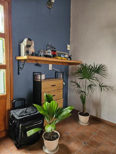 Amecameca de JuárezにあるWulkan Studioのカウンターと2つの鉢植えのある部屋