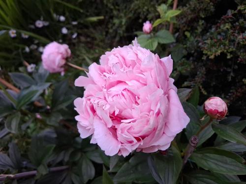 a pink flower in a garden at Aquila Retreats in Comrie