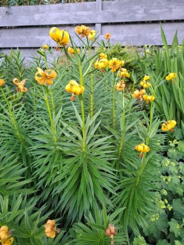 a bunch of yellow flowers in a garden at Aquila Retreats in Comrie
